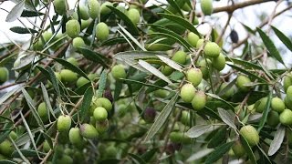 Growing the Table Olive Olea europaea [upl. by Neros]