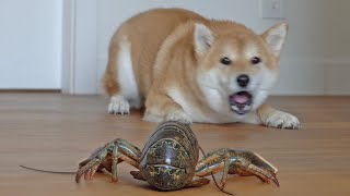 Shiba Inu Dogs Reaction to LIVE Lobsters [upl. by Ymmik]