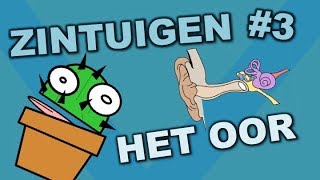 Onderdelen van het oor  Zintuigen 3  Cactuss Biologie [upl. by Llehsram460]