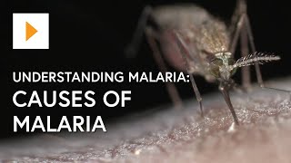 Understanding Malaria Causes Of Malaria [upl. by Kay]