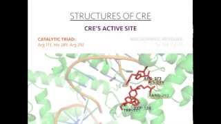 Cre Recombinase [upl. by Aaren]