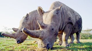 Top 5 Inspirational Animal Conservation Stories  BBC Earth [upl. by Esenahs]