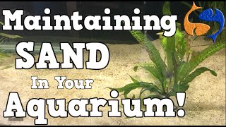 Maintaining A Sand Substrate In Your Aquarium KGTropicals [upl. by Einnaf988]