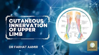 Cutaneous Innervation Of Upper Limb [upl. by Bijan]