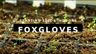 Starting Foxglove From Seed [upl. by Bordy]