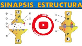 SINAPSIS ESTRUCTURA ¡FÁCIL Y SENCILLO 9 [upl. by Vassell891]