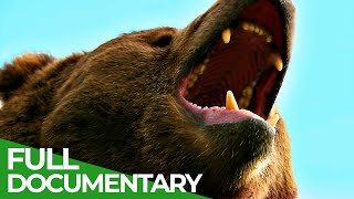 Wildlife  Episode 6 Bears  Free Documentary Nature [upl. by Suivatco]