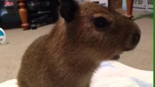 Baby Capybara Squeaking [upl. by Outlaw375]