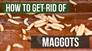 How to Get Rid of Maggots 4 Easy Steps [upl. by Druci]