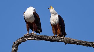 Pair of African Fish Eagles Call Echoes in the Wilderness [upl. by Berkeley]