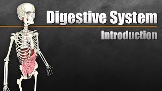 An Introduction to the Digestive System [upl. by Shermy]