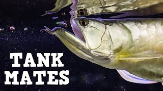 Top 10 Tank Mates For Arowanas [upl. by Ymeraj]