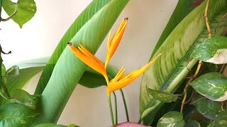 How to grow Heliconia psittacorum birdofparadise at home and care tips [upl. by Burk570]