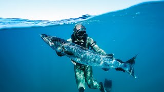 SpearFishing For Ultimate Underwater Predators 40ft DEEP Perfect Shots [upl. by Etnelav173]