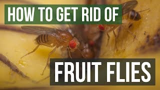 How to Get Rid of Fruit Flies 3 Simple Steps [upl. by Tristram209]