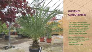 Phoenix canariensis [upl. by Annemarie]