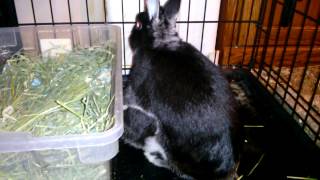 Breeding Netherland Dwarf Bunnies [upl. by Frayda]